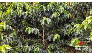 Finca cafetera tecnificada vía a Marsella