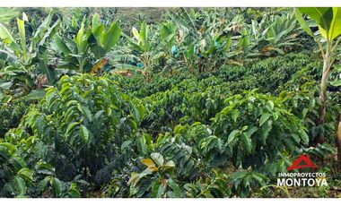 Finca cafetera tecnificada vía a Marsella