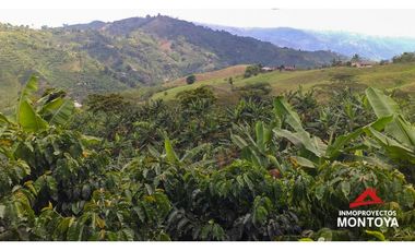 Finca cafetera tecnificada vía a Marsella