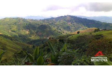 Finca cafetera tecnificada vía a Marsella