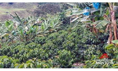 Finca cafetera tecnificada vía a Marsella