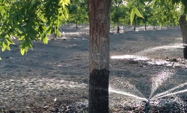 RANCHO CON NOGALES EN VENTA EN LA LOMA MUNICIPIO DE LERDO, DURANGO