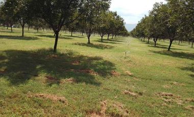 RANCHO CON NOGALES EN VENTA EN LA LOMA MUNICIPIO DE LERDO, DURANGO
