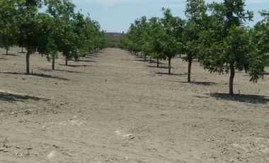 RANCHO CON NOGALES EN VENTA EN LA LOMA MUNICIPIO DE LERDO, DURANGO