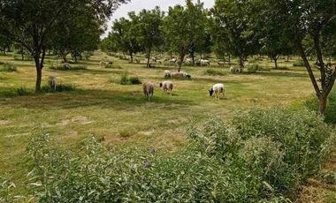 RANCHO CON NOGALES EN VENTA EN LA LOMA MUNICIPIO DE LERDO, DURANGO