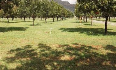 RANCHO CON NOGALES EN VENTA EN LA LOMA MUNICIPIO DE LERDO, DURANGO