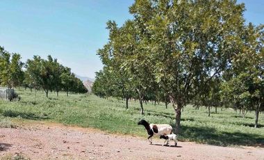 RANCHO CON NOGALES EN VENTA EN LA LOMA MUNICIPIO DE LERDO, DURANGO