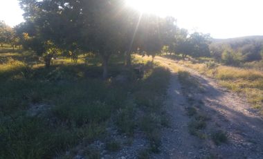 SE VENDE TERRENO CON NOGALES EN PARRAS DE LA FUENTE, COAHUILA