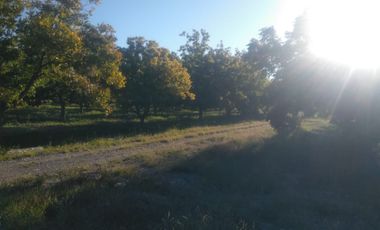 SE VENDE TERRENO CON NOGALES EN PARRAS DE LA FUENTE, COAHUILA