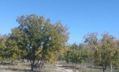 SE VENDE TERRENO CON NOGALES EN PARRAS DE LA FUENTE, COAHUILA