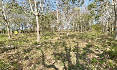 Land for sale in Wiang, Chiang Rai