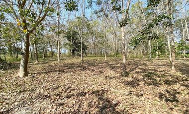 Land for sale in Wiang, Chiang Rai