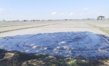 Land for sale in Than Tawan, Chiang Rai