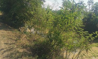 Land for sale in Than Tawan, Chiang Rai