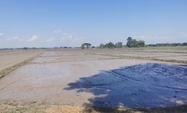 Land for sale in Than Tawan, Chiang Rai