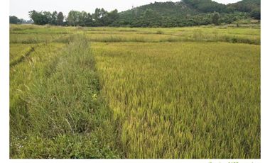 Land for sale in Ngio, Chiang Rai