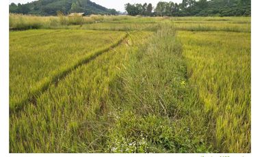 Land for sale in Ngio, Chiang Rai