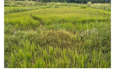 Land for sale in Ngio, Chiang Rai