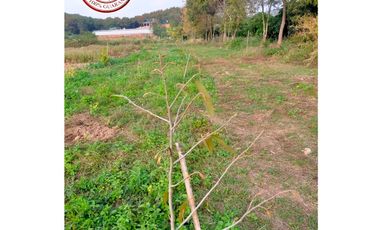 Land for sale in Ngio, Chiang Rai