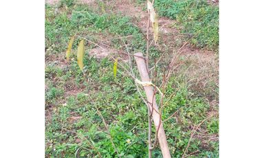 Land for sale in Ngio, Chiang Rai