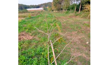 Land for sale in Ngio, Chiang Rai
