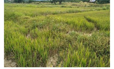 Land for sale in Ngio, Chiang Rai