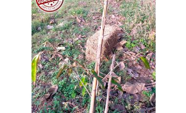 Land for sale in Ngio, Chiang Rai