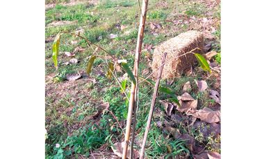 Land for sale in Ngio, Chiang Rai