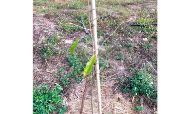 Land for sale in Ngio, Chiang Rai
