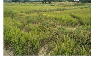 Land for sale in Ngio, Chiang Rai