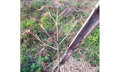 Land for sale in Ngio, Chiang Rai