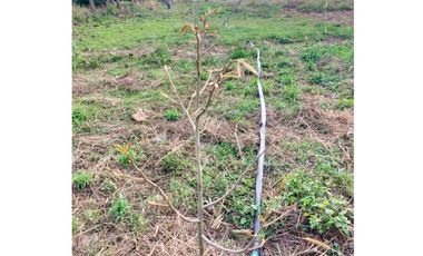 Land for sale in Ngio, Chiang Rai