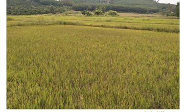 Land for sale in Ngio, Chiang Rai