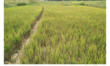 Land for sale in Ngio, Chiang Rai