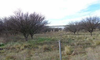 Casa en Alquiler en Gral. Manuel Campos, Guatrache, La Pampa, Argentina