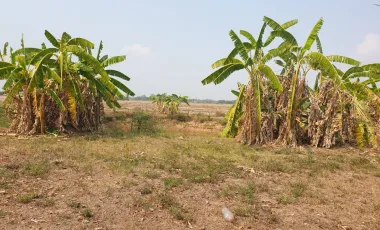 Land for sale in Huai Sak, Chiang Rai