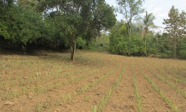 Land for sale in Mae Yao, Chiang Rai