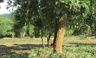 Land for sale in Mae Yao, Chiang Rai