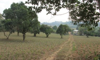 Land for sale in Mae Yao, Chiang Rai