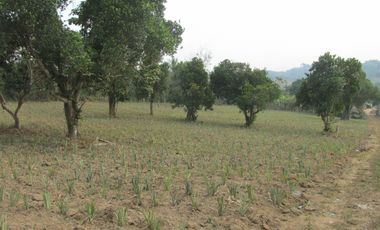 Land for sale in Mae Yao, Chiang Rai