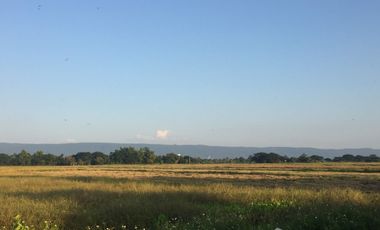 Land for sale in Doi Ngam, Chiang Rai