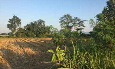 Land for sale in Doi Ngam, Chiang Rai