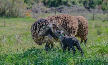 Parcela en Venta en Paraguay Chico