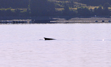 Parcela en Venta en Isla Cailin