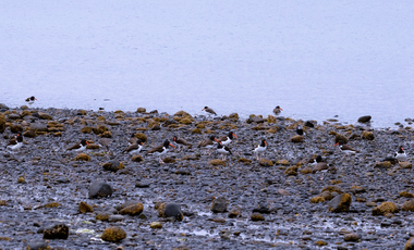 Parcela en Venta en Isla Cailin