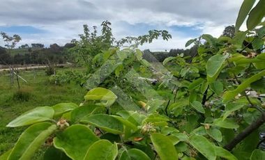 Parcela en Venta en San Carlos el Mañio a 100 mts del rio llico