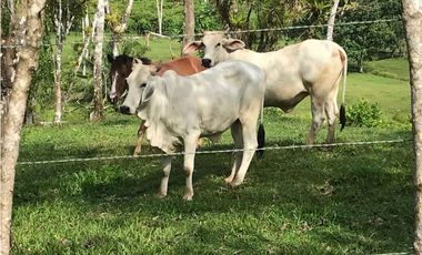 COCLE / PENONOME / FINCA GANADERA 146 HECTAREAS / RIOS / QUEBRADAS