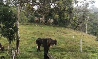 COCLE / PENONOME / FINCA GANADERA 146 HECTAREAS / RIOS / QUEBRADAS