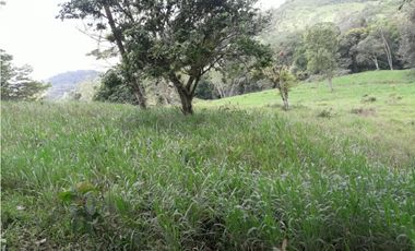 COCLE / PENONOME / FINCA GANADERA 146 HECTAREAS / RIOS / QUEBRADAS
