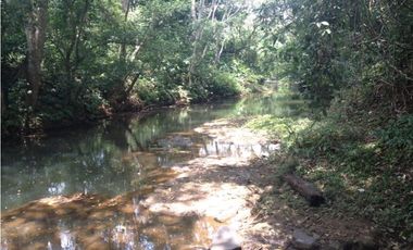 COCLE / PENONOME / FINCA GANADERA 146 HECTAREAS / RIOS / QUEBRADAS